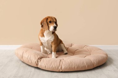Bej duvarın yanındaki evcil hayvan yatağında oturan sevimli Beagle köpeği.