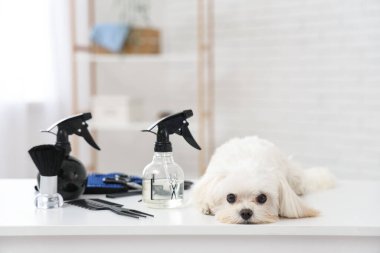 Salonunda tımar aksesuarları olan şirin bir Maltese köpeği var.