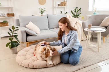 Genç bir kadın evdeki evcil hayvan yatağında şirin bir çoban köpeğini fırçalıyor.