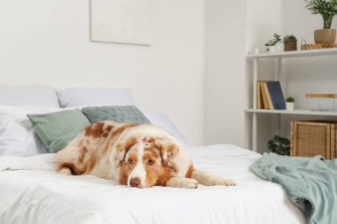 Tatlı Avustralyalı çoban köpeği evde yatakta yatıyor.