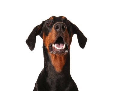 Beyaz arka planda sevimli Dobermann köpeği, yakın plan.