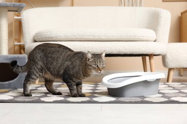 Oturma odasında çöp kutusu olan sevimli bir kedi.