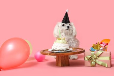 Tatlı Bolonez köpeği doğum gününü pasta, balon ve pembe arka planda hediye kutusuyla kutluyor.