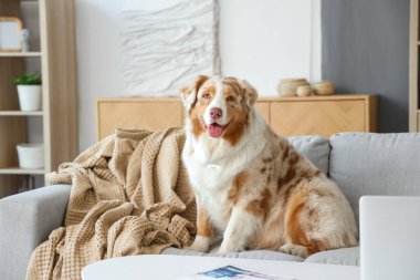 Sevgili Avustralyalı çoban köpeği evdeki kanepede oturuyor.