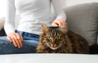 Genç bir kadın evdeki kanepede kediyi fırçalıyor.