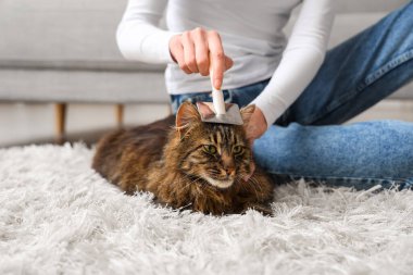 Genç bir kadın evdeki halıda kediyi fırçalıyor, yakın plan.