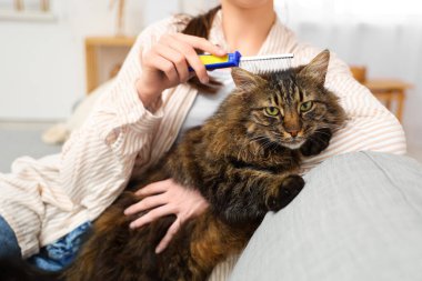 Evdeki kanepede tüylü kediyi fırçalayan genç kadın, yakın çekim.