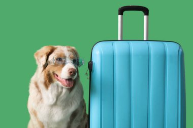 Yeşil arka planda bavulu olan, güneş gözlüklü şirin Avustralya çoban köpeği.