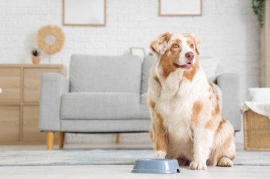 Tatlı Avustralya çoban köpeği ve evde bowling.