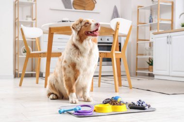 Avustralya çoban köpeği, oyuncaklar, kuru yiyecek ve su dolu kaseler mutfakta.