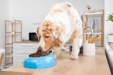 Avustralya çoban köpeği mutfaktaki masada lezzetli hayvan maması yiyor.