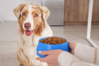 Avustralya çoban köpeği ve dişi elleri evde bir kase kuru evcil hayvan yiyeceğiyle yakın plan.