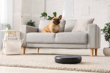 Robot elektrikli süpürge kanepenin yanında sevimli bir Fransız bulldog 'u var.