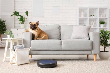 Robot elektrikli süpürge kanepenin yanında sevimli bir Fransız bulldog 'u var.