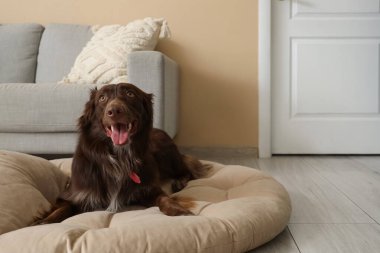 Şirin kahverengi Markiesje köpeği evcil hayvan yatağında yatıyor.