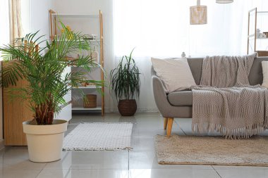 Gri kanepesi, palmiye ağaçları ve penceresi olan aydınlık oturma odasının içinde.