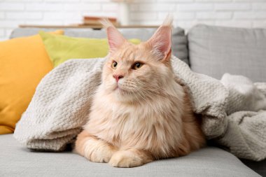 Oturma odasındaki kanepede ekoseli şirin Maine Rakunu kedisi.