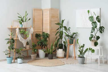 Farklı ev bitkilerine sahip ahşap raf ünitesi ve beyaz duvarın yanındaki oda.