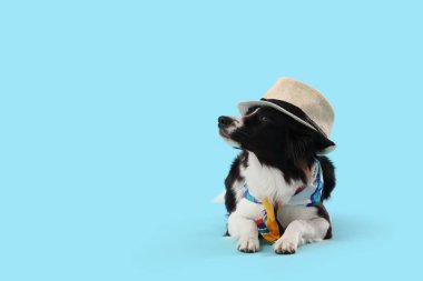 Mavi arka planda uzanan yaz şapkalı şirin Border Collie köpeği.