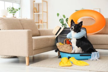Evde gezici aksesuarlarla bavulda oturan sevimli Border Collie köpeği.