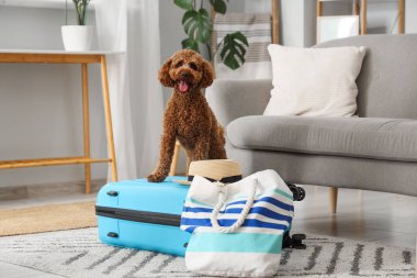 Evde çantalı, şapkalı ve çantalı sevimli oyuncak kaniş.