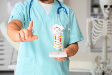 Omurga modeli olan erkek doktor klinikte sanal ekran kullanıyor.