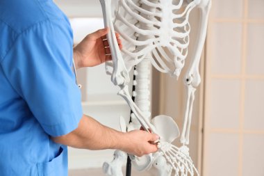 Erkek doktor klinikte insan iskeleti modelinin kol kemiğini inceliyor.
