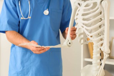Erkek doktor klinikte insan iskeleti modelinin kol kemiğini inceliyor.
