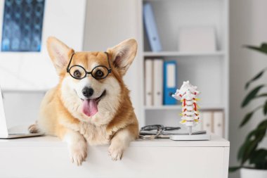 Doktorun muayenehanesinde gözlüklü sevimli Corgi köpeği yatıyor.