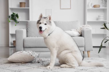 Yastığı yırtık, tüyleri dökülmüş yaramaz köpek.