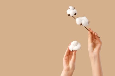 Bej arka planda pamuk çiçekli kadın elleri