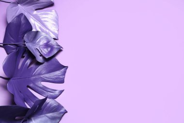 Leylak arka planında neon tropikal canavar yaprakları