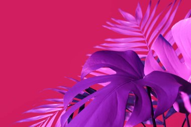 Pembe arka planda neon tropikal canavar ve palmiye yaprakları, yakın plan.