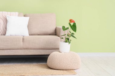 Oturma odasındaki kanepenin yanındaki puf üzerinde güzel bir Anthurium çiçeği.