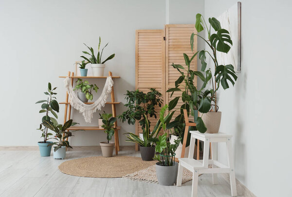 Деревянные стеллажи с различными комнатными плантациями и складным экраном возле белой стены в номере