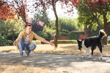 Parkta Collie köpeği olan genç bir adam var.