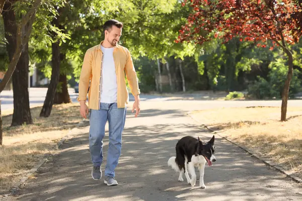 Parkta gezen Collie köpeği olan genç bir adam.