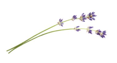 Beyaz arka planda güzel lavanta çiçekleri dalları