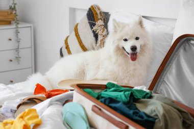 Beyaz Samoyed köpek ve bavul yatak odasında yazlık giysiler.