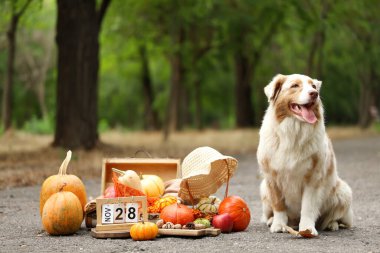 Tatlı Avustralya çoban köpeği, balkabağı ve takvim açık havada. Şükran Günü kutlaması