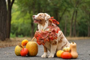 Sonbahar yapraklı ve balkabaklı şirin Avustralya çoban köpeği Şükran Günü için dışarıda.