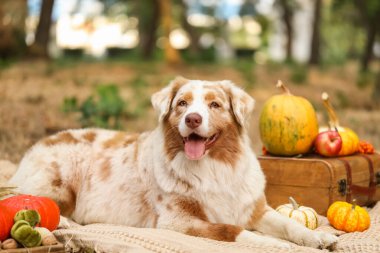 Parkta balkabaklarıyla battaniyeye uzanmış şirin Avustralya çoban köpeği. Şükran Günü kutlaması