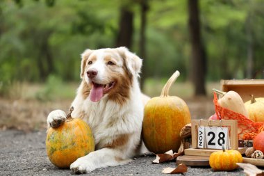 Tatlı Avustralya çoban köpeği, balkabağı ve takvim açık havada. Şükran Günü kutlaması