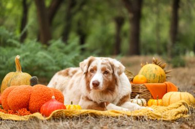 Şirin Avustralyalı çoban köpeği dışarıda balkabaklarıyla battaniyeye uzanıyor. Şükran Günü kutlaması
