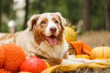 Şirin Avustralyalı çoban köpeği dışarıda balkabaklarıyla battaniyeye uzanıyor. Şükran Günü kutlaması