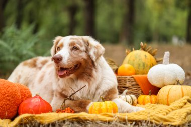 Şirin Avustralyalı çoban köpeği dışarıda balkabaklarıyla battaniyeye uzanıyor. Şükran Günü kutlaması