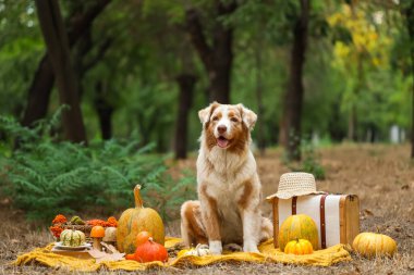 Tatlı Avustralya çoban köpeği, balkabağı ve açık havada bavuluyla battaniyenin üzerinde oturuyor. Şükran Günü kutlaması