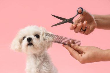 Makas ve tarak kullanan kadın kuaför pembe arka planda sevimli Malta köpeğine bakıyor.