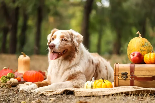 Parkta balkabaklarıyla battaniyeye uzanmış şirin Avustralya çoban köpeği. Şükran Günü kutlaması
