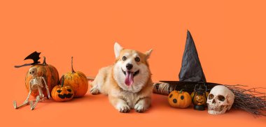 Cadılar Bayramı süslemeleri, cadı şapkası ve süpürgesi turuncu arka planda duran şirin Corgi köpeği.